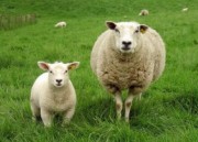 農業農村部：全國羊遺傳改良計劃(2021-2035年)正式發布